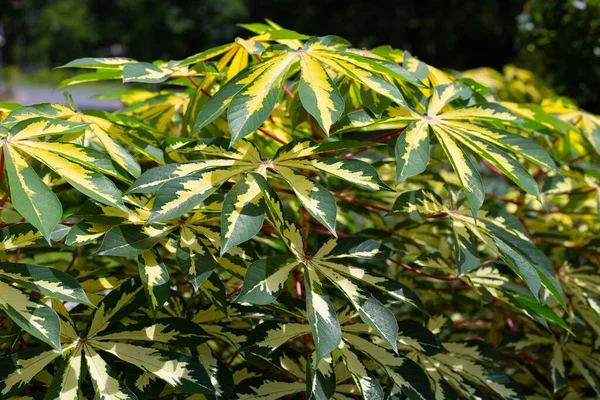 Planta Mandioca Manihot Esculenta Folhas Verdes Amarelas — Fotografia de Stock