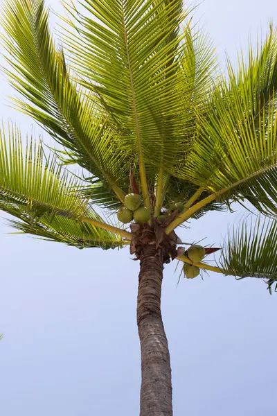 Кокосовая Пальма Голубым Небом — стоковое фото