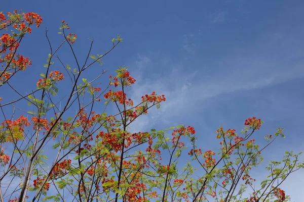 Barbados Flor Orgullo Poinciana Enana Cerca Flores Flor Del Paraíso — Foto de Stock