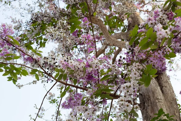 Thai Bungor Tree Lagerstroemia Loudonii Teijsm Binn — Zdjęcie stockowe
