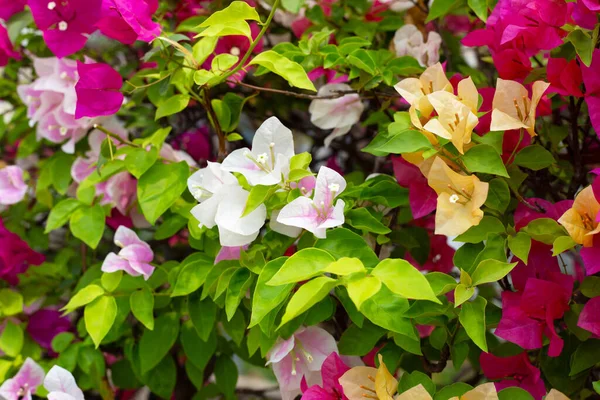 Beautiful Bougainvillea Flowers Green Leaves — Stock Photo, Image