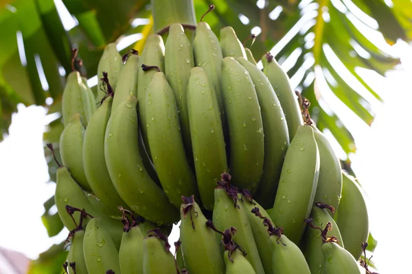 Bananowe Owoce Gromada Bananów — Zdjęcie stockowe