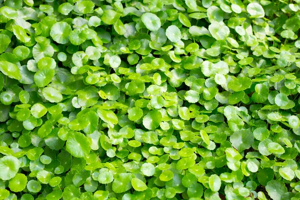 Νωπά Πράσινα Φύλλα Centella Asiatica — Φωτογραφία Αρχείου