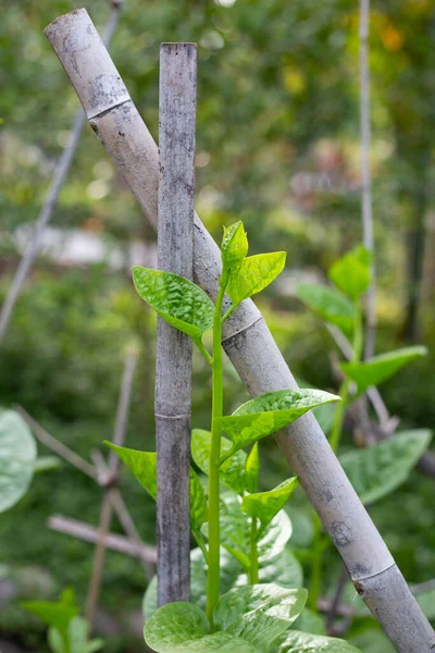 Ceylon Spinach Basella Rubra Linn — Stock Photo, Image