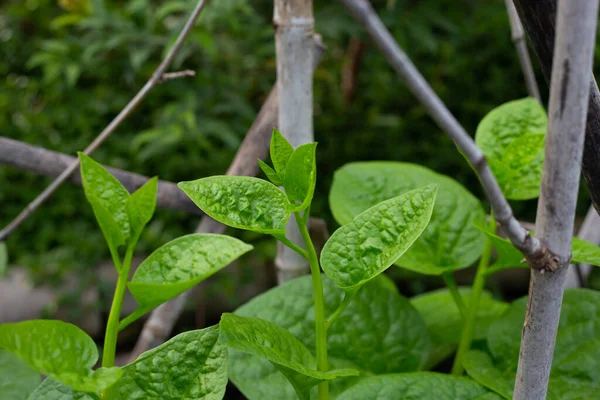 Ceylon Spinach Basella Rubra Linn — Φωτογραφία Αρχείου