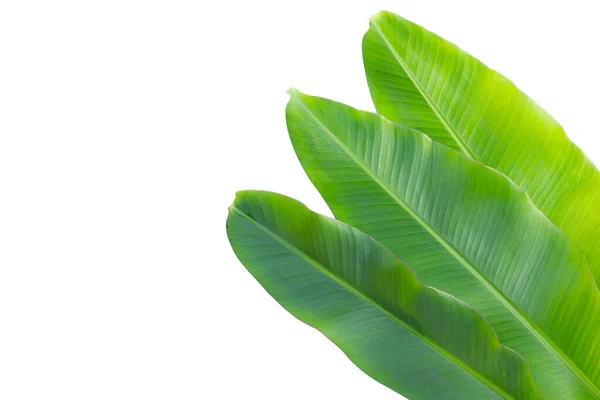 stock image Fresh banana leaves on white background.