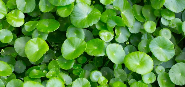 Центелла Азіка Готул Свіже Зелене Листя Трави Фону — стокове фото