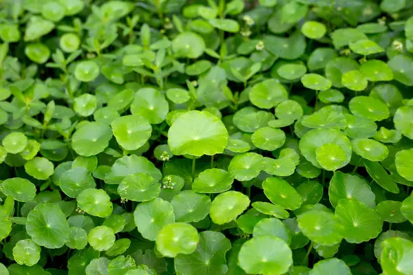 Centella Asiatica Gotu Kola Färska Gröna Blad Ört Bakgrund — Stockfoto