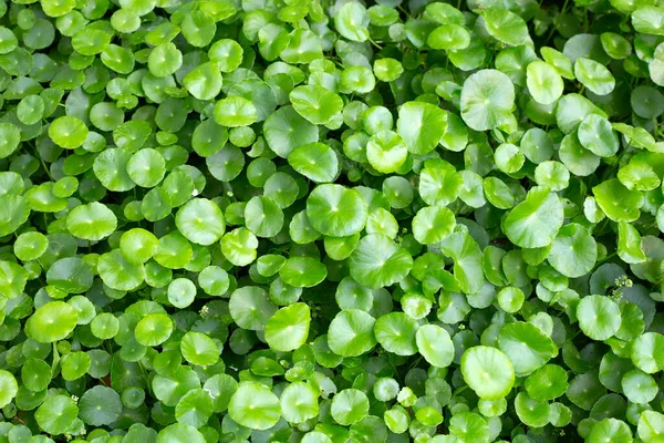 Centella Asiatica Gotu Kola 新鮮な緑の葉ハーブの背景 — ストック写真