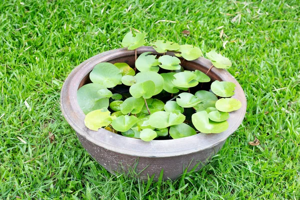 Bunga Lili Air Yang Indah Lotus Water Plant Pot — Stok Foto