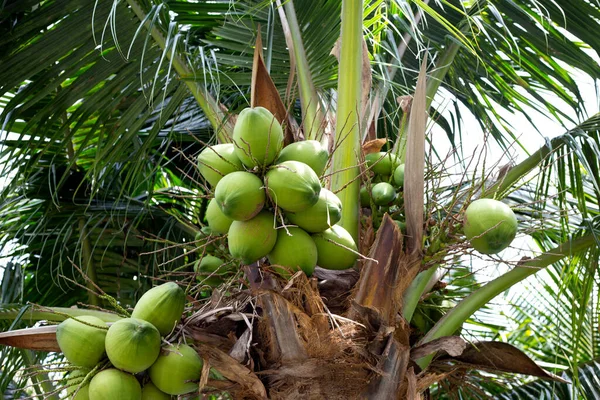 Drzewo Kokosowe Pęczkami Owoców Kokosowych — Zdjęcie stockowe