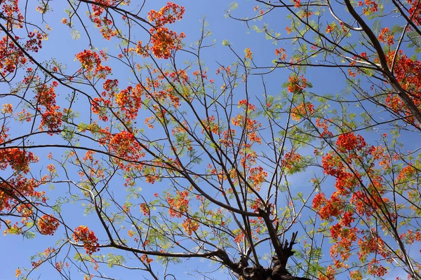 Barbados Stolz Blume Oder Zwerg Poinciana Blumenzaun Paradiesblume Pfau Wappen — Stockfoto
