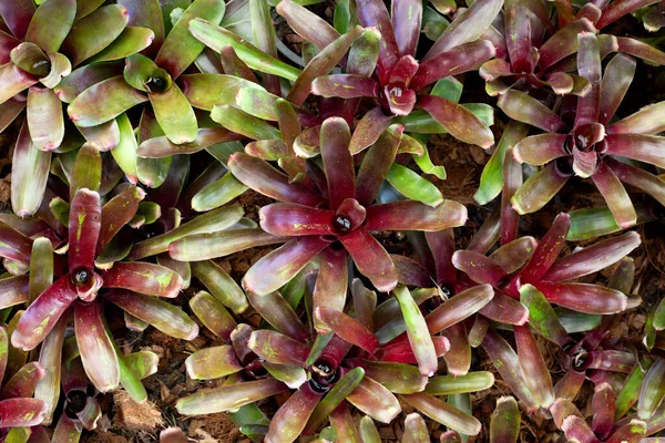 Bromeliad Zahradě Barevné Listy Rostlin — Stock fotografie