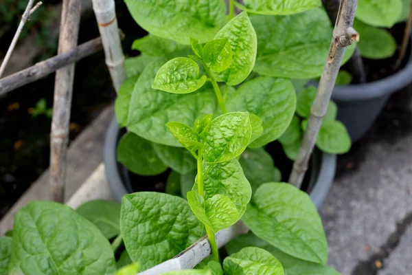 Ceylon Spinach Basella Rubra Linn — Fotografia de Stock