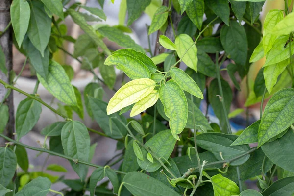 Fresh Green Leaves Tiliacora Triandra Plant — Stok fotoğraf