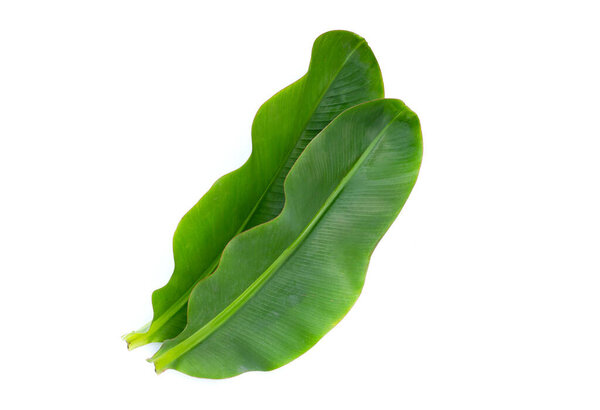 Fresh banana leaves on white background.