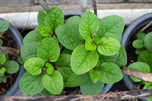 Ceylon spinach or basella rubra linn