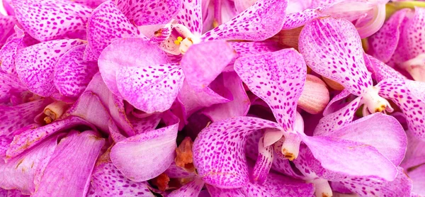 Vacker Thailändsk Bukett Orkidé Blomma För Att Till Buddha — Stockfoto