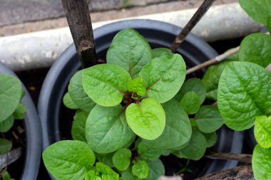 Ceylon spinach or basella rubra linn