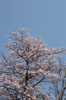 Trompet Ağacı, Pembe Poui, Yeni Dünya Trompeti, Rosy Trompet
