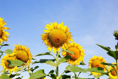 Ayçiçekleri mavi gökyüzü ile çiçek açıyor. Ayçiçeği tarlası