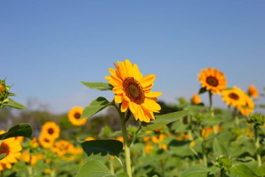 Sunflower field with blue sky. Beautiful summer landscape.