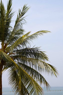 Mavi gökyüzü olan hindistan cevizi palmiyeleri
