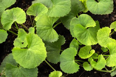 Gotu Kola saksıda yetişiyor.