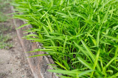 Sebze tarlasında su ve ıspanak.