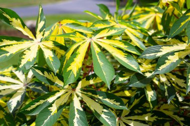 Cassava bitkisi (Manihot esculenta). Yeşil ve sarı yapraklar