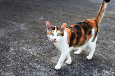 Beton zeminde yürüyen kedi