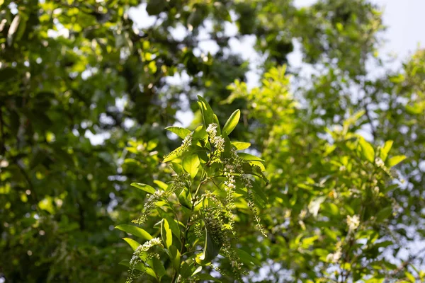 Florida Keman Ağacı Çiçeği Dikenli Keman Ağacı — Stok fotoğraf