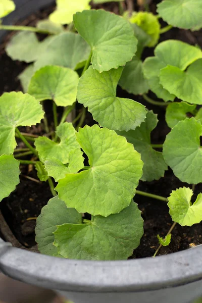 Gotu Kola Plant Growing Pot — Stock Photo, Image
