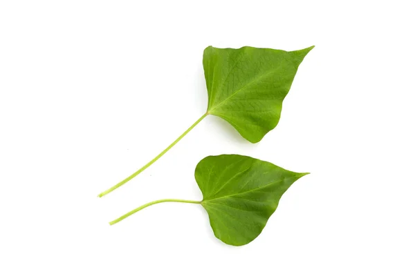 Φύλλα Γλυκοπατάτας Λευκό Φόντο — Φωτογραφία Αρχείου