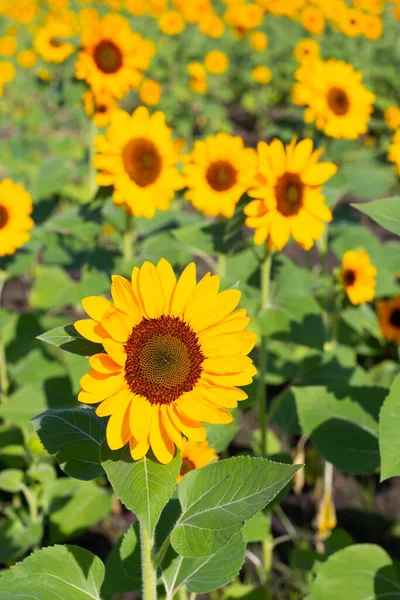 Sunflower Field Beautiful Summer Landscape — Stock Photo, Image