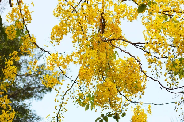 Cassia Przetoki Kwiat Drzewo — Zdjęcie stockowe