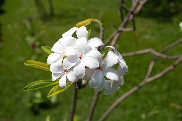 Plumeria Frangipani Flower Tropical Tree — Stock Photo, Image