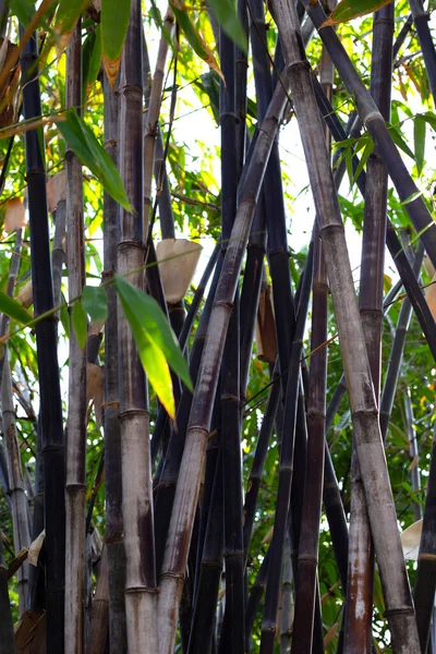 Planta Bambú Negro Jardín — Foto de Stock