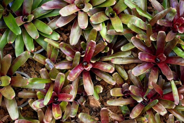 Bromeliad Zahradě Barevné Listy Rostlin — Stock fotografie