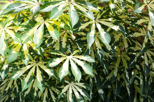 Cassava Bitkisi Manihot Esculenta Yeşil Sarı Yapraklar — Stok fotoğraf