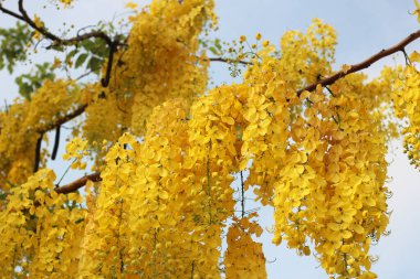Cassia Fistül çiçek ağaç üzerinde
