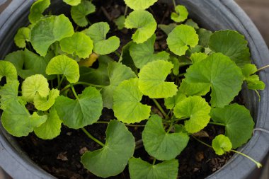 Gotu Kola saksıda yetişiyor.