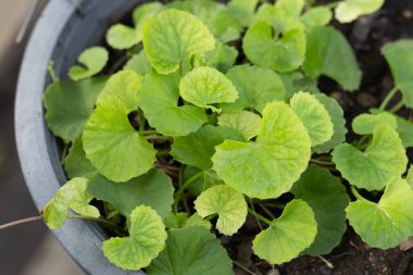 Gotu Kola saksıda yetişiyor.