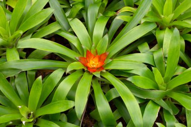 Bromeliad bahçede. Renkli bitki yaprakları