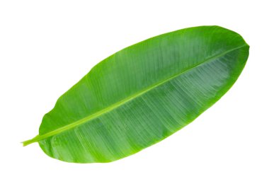 Beyaz arka plan üzerinde taze muz yaprakları.