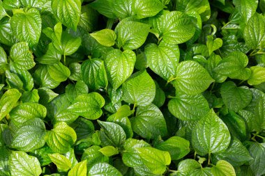 Vahşi betel taze yaprakları