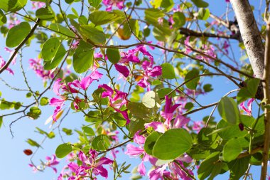 Bauhinia purpurea tree with pink flower