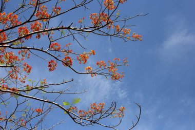 Barbados gurur çiçeği veya cüce puantiyesi, çiçek çiti, cennet çiçeği, tavus kuşunun arması, barbadoların gururu