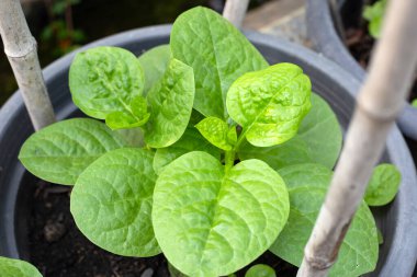 Ceylon spinach or basella rubra linn