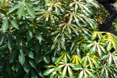 Cassava bitkisi (Manihot esculenta). Yeşil ve sarı yapraklar